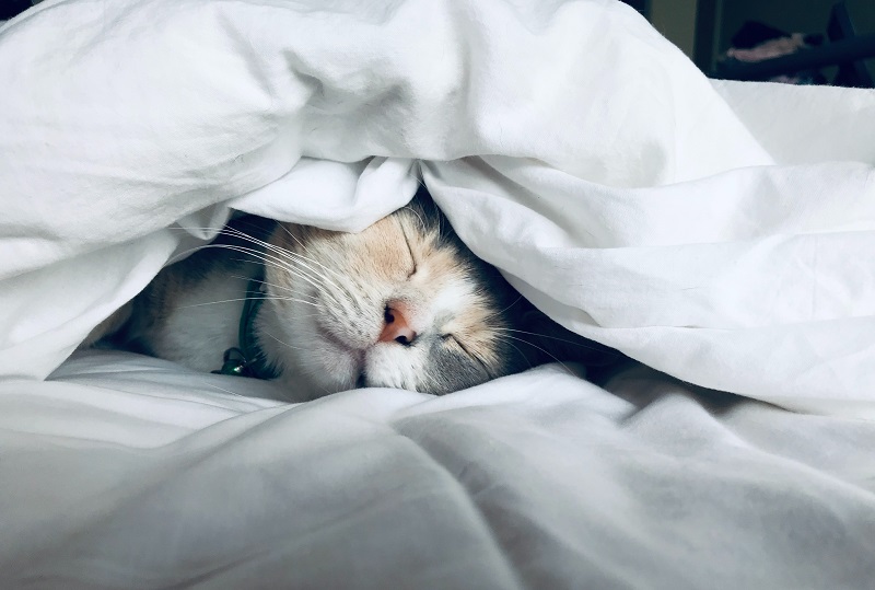 The 
cat is sleeping. Photo from Unsplash
